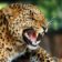 MAGNET 3D Leopard