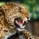 MAGNET 3D Leopard