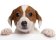 Pohlednice 3D Jack russel