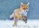 3D pohlednice Running Fox