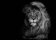 3D pohlednice Lion
