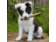 Magnet Border Collie