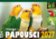 Kalendář 2027 Papoušci - stolní, týdenní