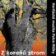 Z kořenů strom - CD: muzika Petra Mičky