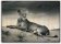 Obraz dřevěný: Lioness, 485x340