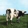 LP Pink Floyd - Atom Heart Mother