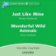 Dolphin Readers 3 Just Like Mine / Wonderful Wild Animals Audio CD