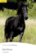 PER | Level 2: Black Beauty Bk/MP3 Pack