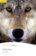 PER | Level 2: White Fang Bk/MP3 Pack