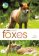 RSPB Spotlight: Foxes