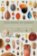The Book of Seeds: A lifesize guide to six hundred species from around the world