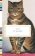 Cat Stories