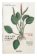 Leonhart Fuchs: The New Herbal of 1543