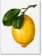 Gourmand's Lemon: A Collection of Stories and Recipes
