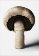 The Gourmand's Mushroom. A Collection of Stories & Recipes