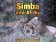 Simba dítě Afriky