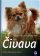 Čivava - Výběr, chov, výcvik, zábava