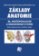 Základy anatomie. 3b - Močopohlavní a endokrinní systém