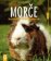 Morče - Roztomilý a vitální společník
