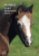 Poníci - český sportovní pony