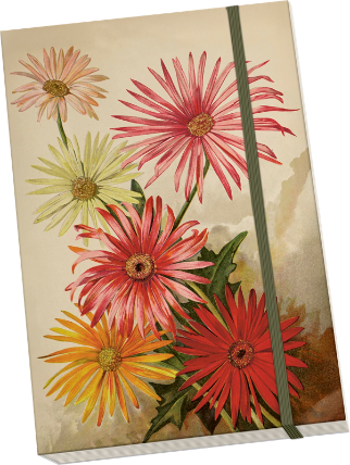 Notýsek Orange Autumn Plants Gerbera