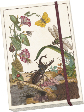 Notýsek Insects