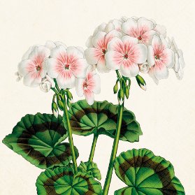 Papírový ubrousek Geranium White