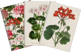Sada tří notýsků Geranium