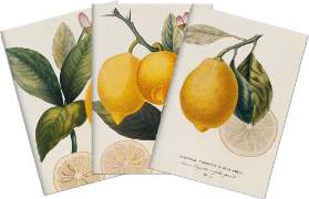 Sada tří notýsků - Lemons