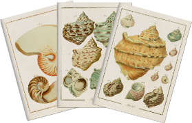 Sada tří notýsků Seashells