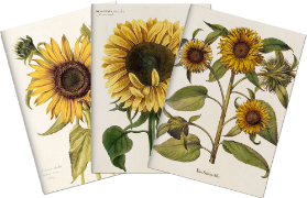 Sada tří notýsků Sunflowers