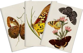 Sada tří notýsků Butterflies