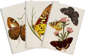 Sada tří notýsků Butterflies