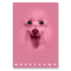 Školní sešit Pigna Monocromo Pink - A4, linkovaný, 38 listů, mix motivů