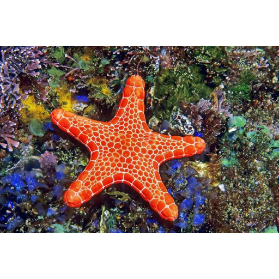 Asteroidea