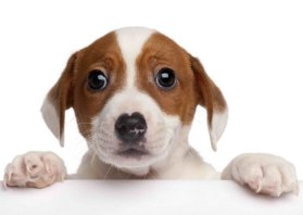 Pohlednice 3D Jack russel