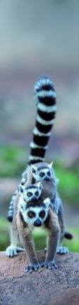 Záložka 3D Lemur Family