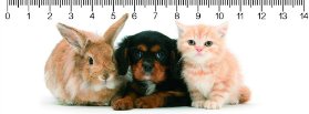 The Trio