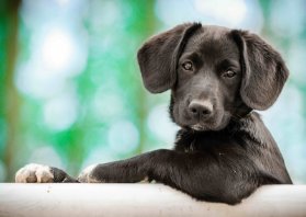 Pohlednice 3D model puppy