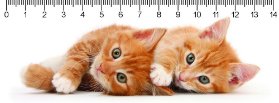 3D pravítko Two Ginger Kitten