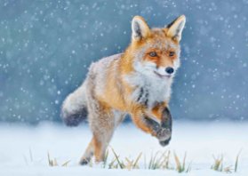 3D pohlednice Running Fox