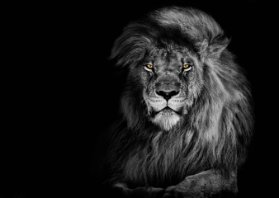 3D pohlednice Lion