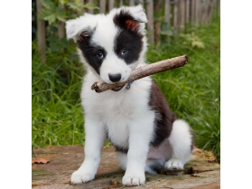 Magnet Border Collie