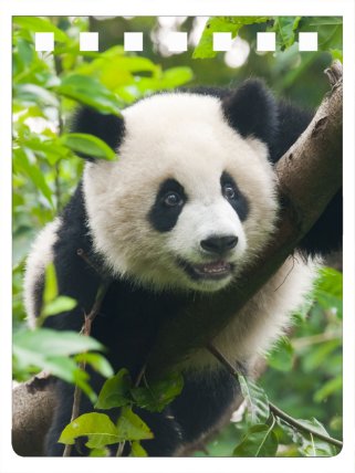 Panda notebook A7