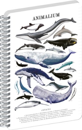 Spirálový blok Animalium - Pod mořem, linkovaný, A5