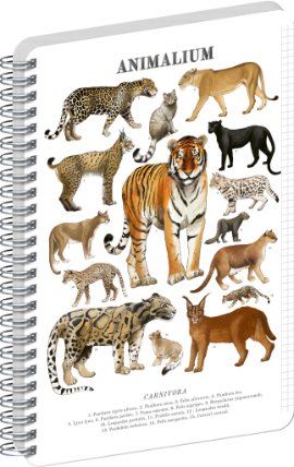 Spirálový blok Animalium - Kočkovité šelmy, čtverečkovaný, A5