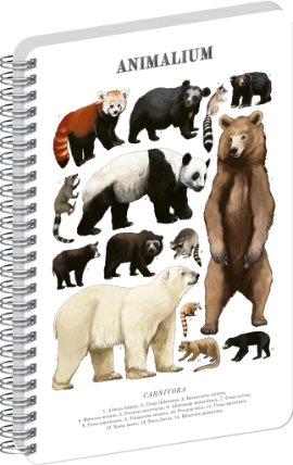 Spirálový blok Animalium - Medvědovité šelmy, čistý, A4