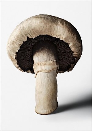 The Gourmand's Mushroom. A Collection of Stories & Recipes